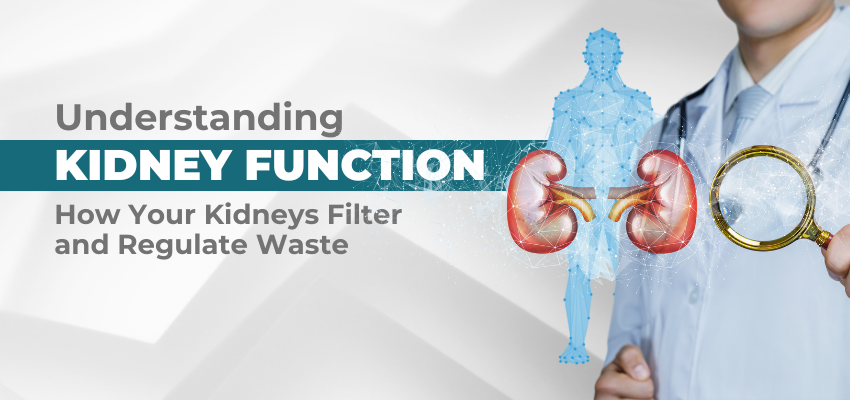 Understanding Kidney Function: How Your Kidneys Filter and Regulate Waste