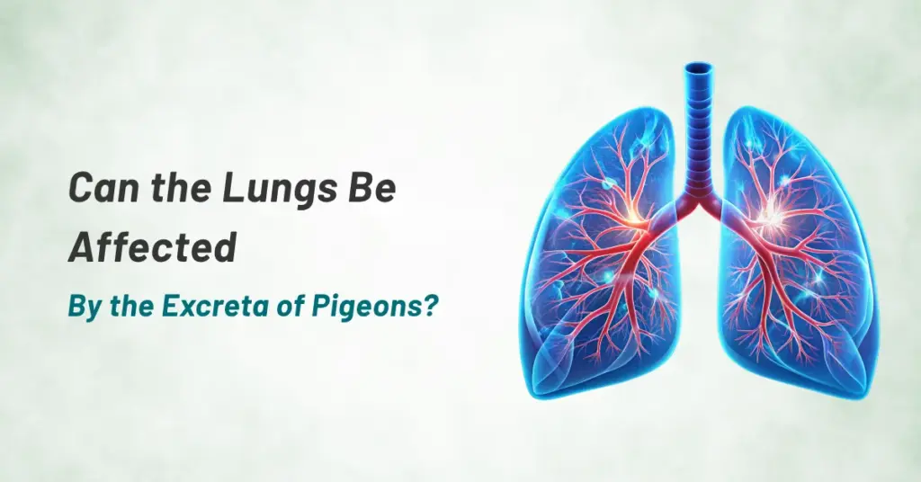 CAN THE LUNGS BE AFFECTED BY THE EXCRETA OF PIGEONS?