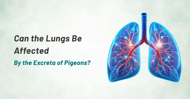CAN THE LUNGS BE AFFECTED BY THE EXCRETA OF PIGEONS?