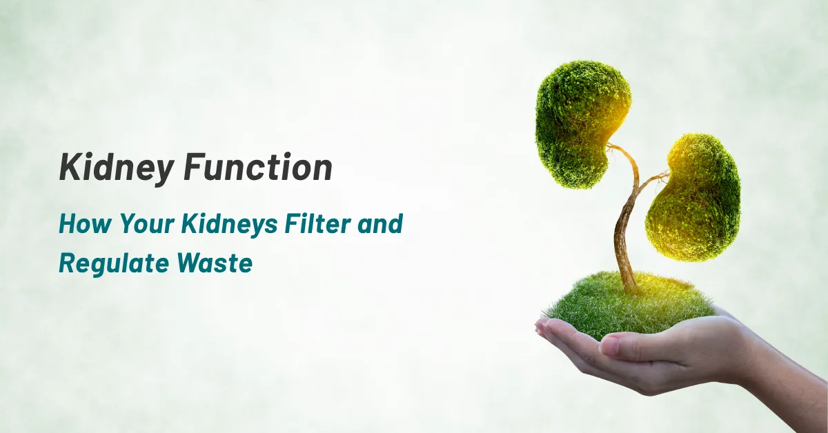 HOW YOUR KIDNEYS FILTER AND REGULATE WASTE