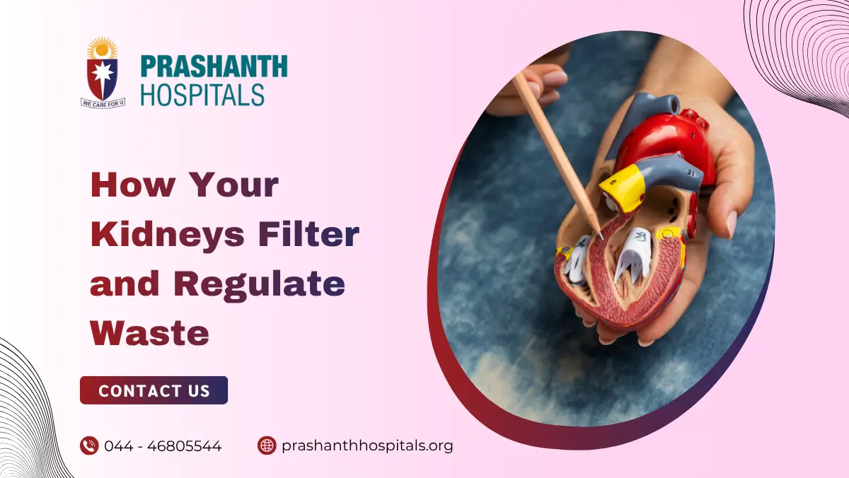 How Your Kidneys Filter and Regulate Waste