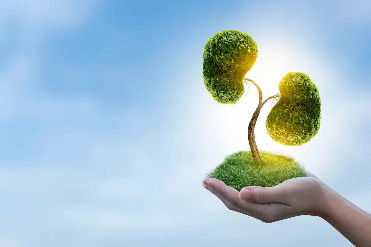 Understanding Kidney Function How Your Kidneys Filter and Regulate Waste