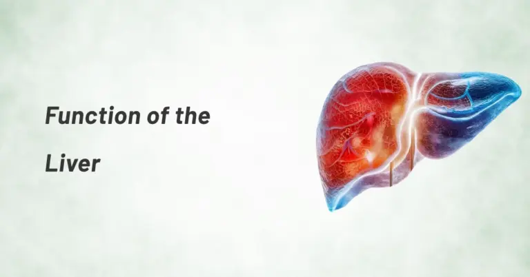 Function of the Liver