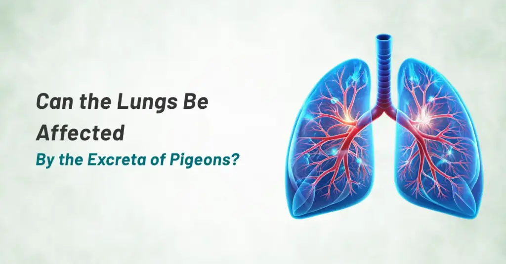 CAN THE LUNGS BE AFFECTED BY THE EXCRETA OF PIGEONS?