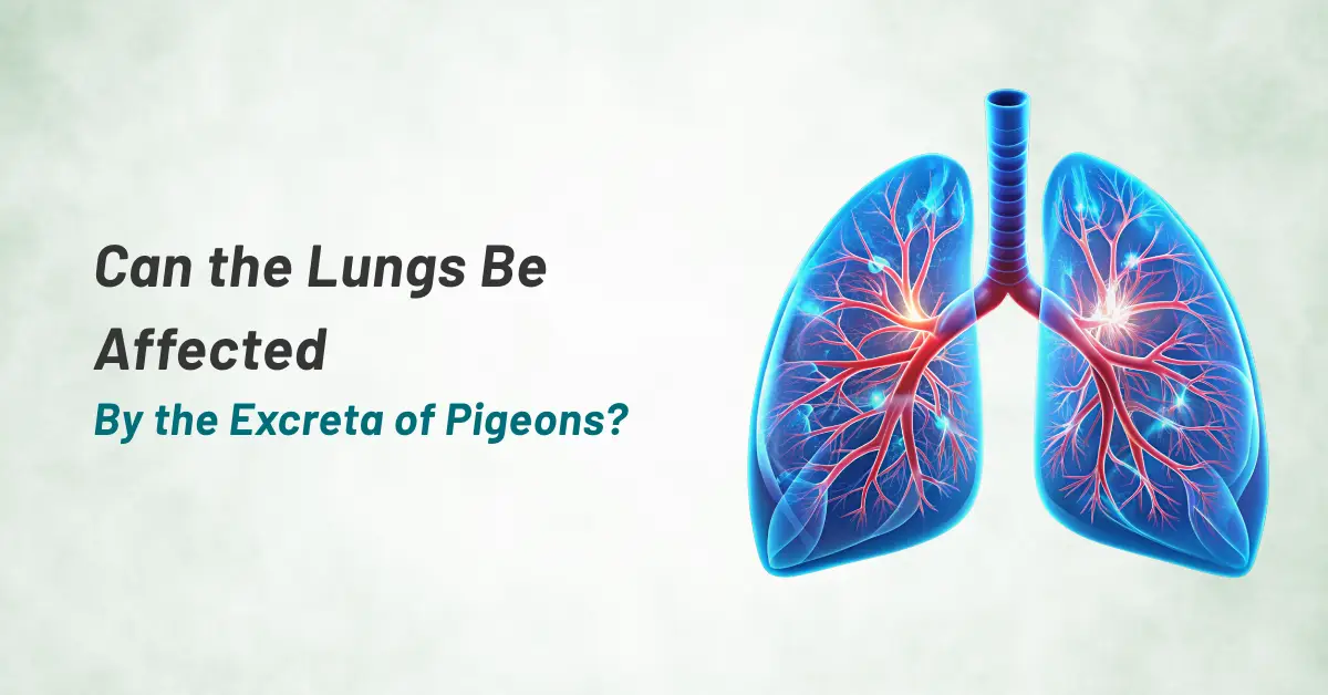 CAN THE LUNGS BE AFFECTED BY THE EXCRETA OF PIGEONS?