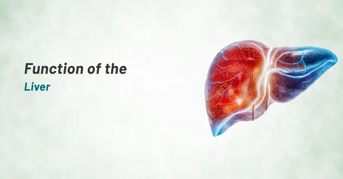 Functions of the Liver