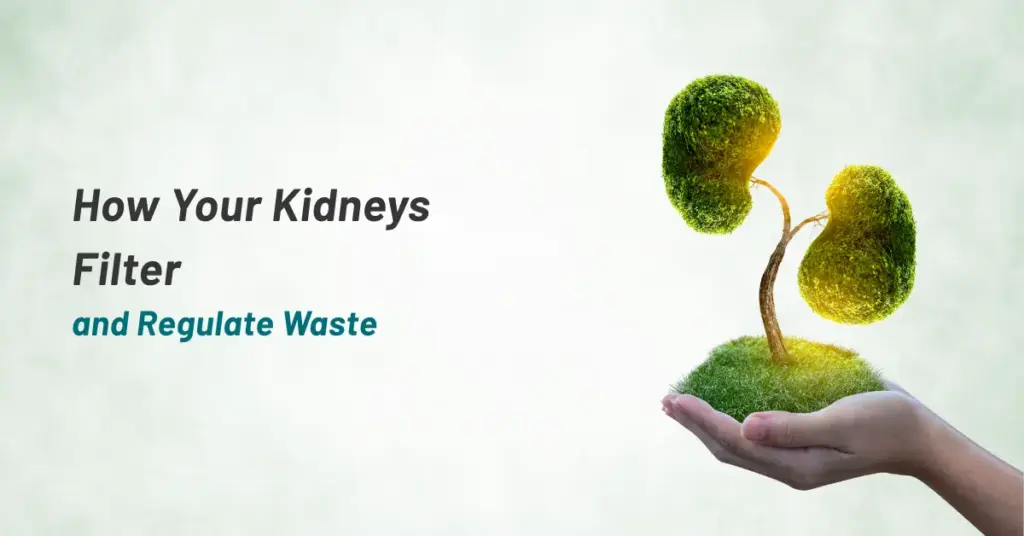HOW YOUR KIDNEYS FILTER AND REGULATE WASTE