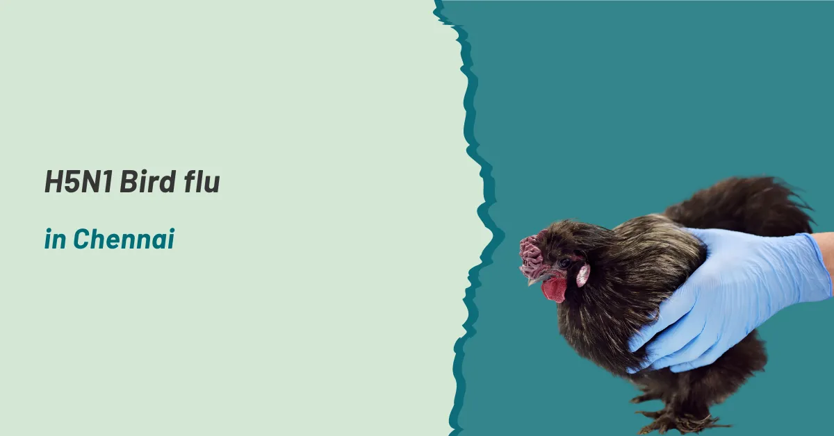 H5N1 Bird flu in Chennai