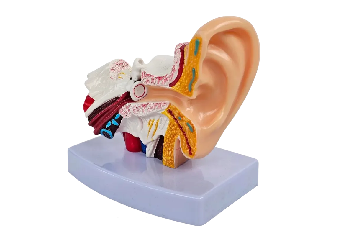 Ent Hospital in Chennai